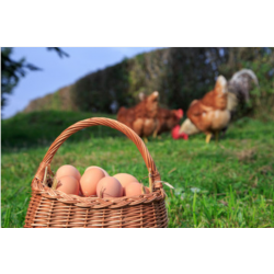Œufs de poules biologique boite de 6 