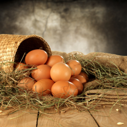 Œufs de poules biologique boite de 6 