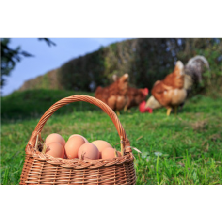 Œufs de poules plein air 