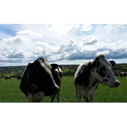 Lait cru de la vallée du Névet