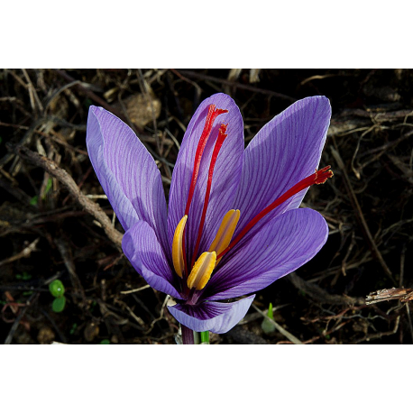 Bulbes de crocus sativus à safran démarche bio sans certification