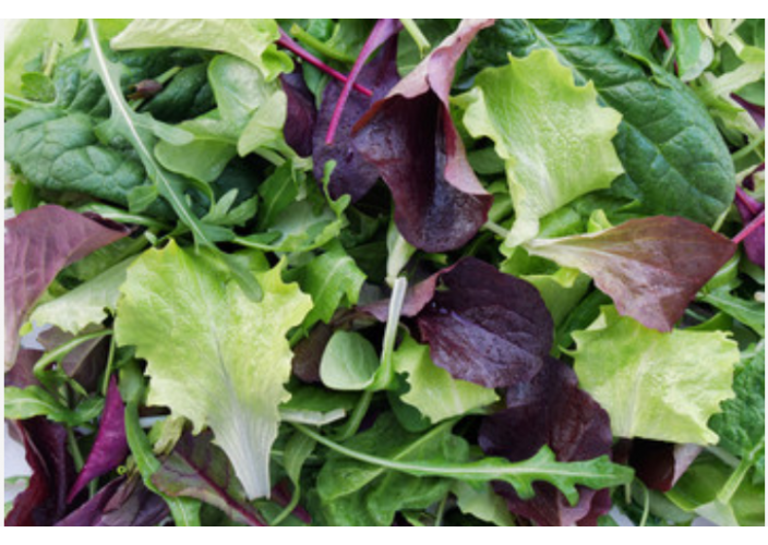 Mesclun (Crêtois, Roquette ou Asiatique) AB