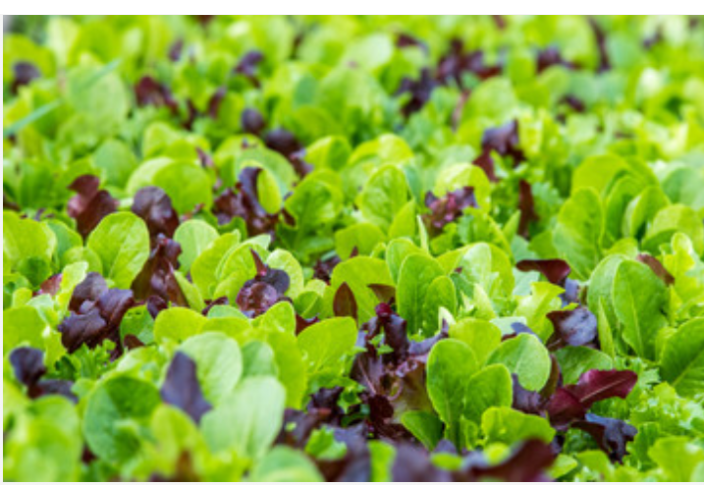 Mesclun (Crêtois, Roquette ou Asiatique) AB