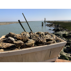 48 Huîtres Fines Charente-Maritime N°2