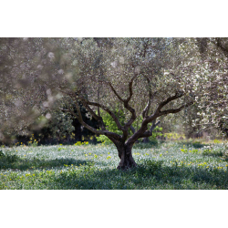 A O P Aix en Provence «Font de Leu” fruité vert extra vierge