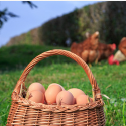 œufs fermier