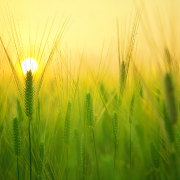 Prénom du producteur